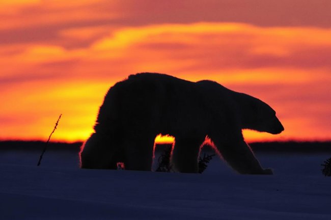 Фото: Thomas Sbampato / imageBROKER.com / Global Look Press