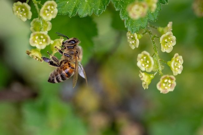 2 марта в Чебоксарах пройдет VIII Межрегиональный форум пчеловодов