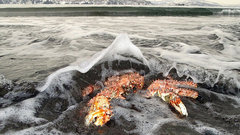 Медведи-краболовы замечены на Дальнем Востоке