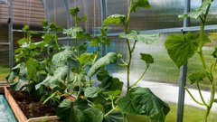 Дождевание и дымление помогут спасти растения от апрельских заморозков в Подмосковье