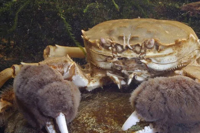 Китайские мохнаторукие крабы