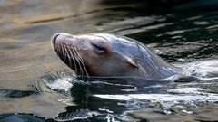 На берегу Каспийского моря обнаружили почти 500 мертвых тюленей