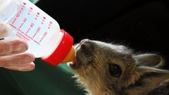 Трех малышей патагонской мары спасли сотрудники нижегородского зоопарка