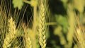 зерно поле пшеница