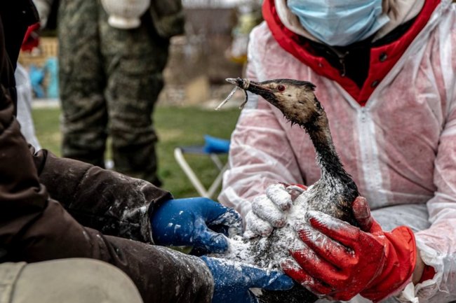 птицы, мазут