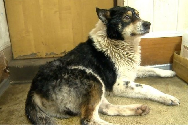 В Череповце из полыньи спасли собаку