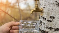 Польза березового сока, и как его правильно собирать