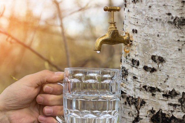 березовый сок