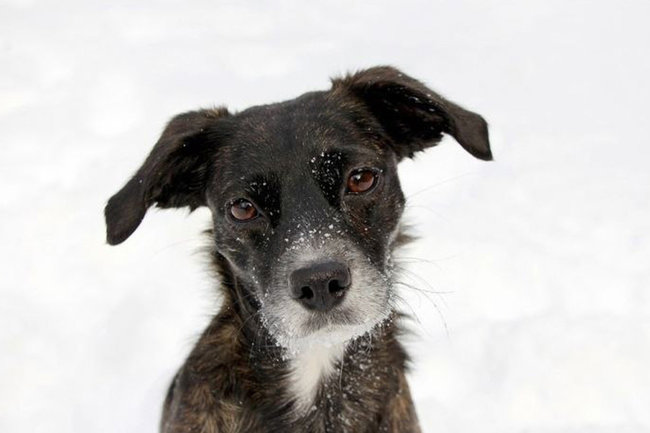 Жители Нижневартовска за год забрали к себе домой больше 70 бездомных собак