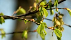 В России обнаружили священное дерево из «Аватара»