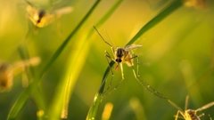 Биолог Глазков рассказал о причинах образования больших роев комаров на юге России