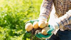 Исследования Опарина: Каковы плюсы и минусы картофельной кожуры