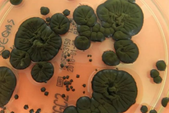 гриб / грибок