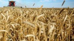 Лут: в 2026 году в России прогнозируется рост урожая зерновых по сравнению с прошлым годом