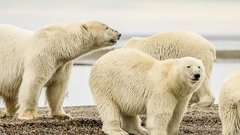 Доктор Малышева: печень белого медведя может быть опасна для жизни человека