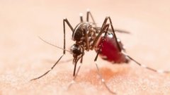 Врач Никифоров прокомментировал угрозу распространения лихорадки чикунгунья в России