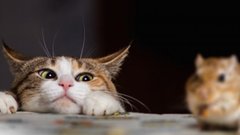 Почему следует тщательно убрать мышиный помет после зимы?