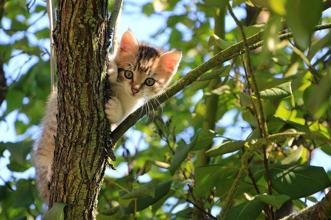 котенок дерево 