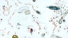 Российские путешественники столкнулись с проблемой на курорте Вьетнама