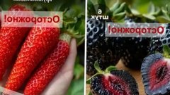 Россияне должны быть осторожны при покупке фальшивых растений на онлайн-рынках