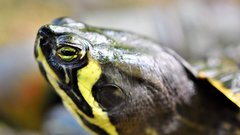 В аэропорту Азии задержали женщину с черепахами, прикреплёнными к ногам
