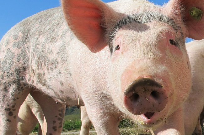 В Югорске найден очаг африканской чумы среди свиней