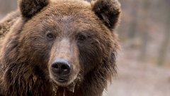 МЧС Горного Алтая напомнило, что делать при встрече с медведем