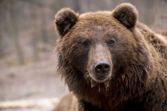 В Тазовском районе медведь нападает на оленей
