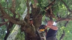 В Ленинградской области мужчина застрял в дупле дерева и провел там более суток
