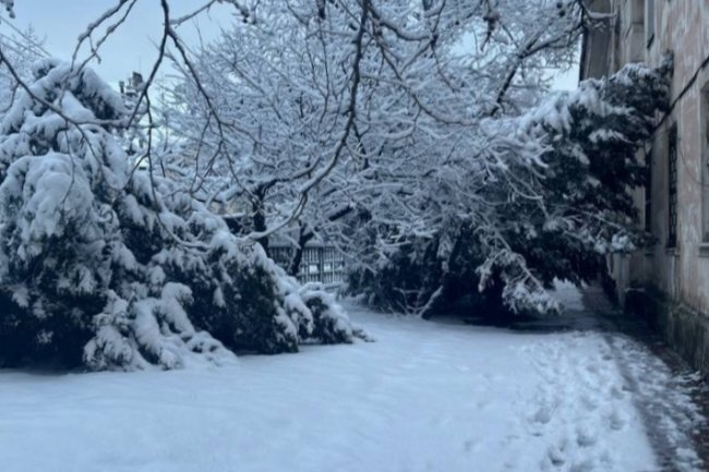В Новороссийске под тяжестью снега происходят падения деревьев: спасательные службы работают над устранением последствий непогоды
