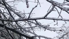 Агроном Лагута поделился советами по восстановлению зимнего сада после ледяного дождя