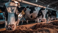 «Ъ»: Сокращение численности крупного рогатого скота в России за первый квартал