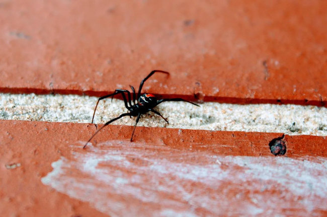 паук каракурт паук-каракурт паук черная вдова