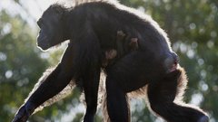 Роспотребнадзор рекомендовал избегать контактов с животными из-за угрозы оспы обезьян