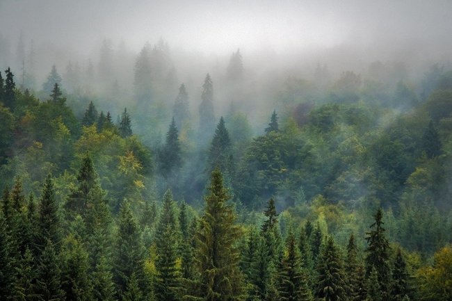 В рамках нацпроекта «Экология» в Амурской области высадили 3,6 млн хвойных деревьев