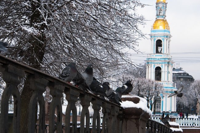 Птицы в Петербурге