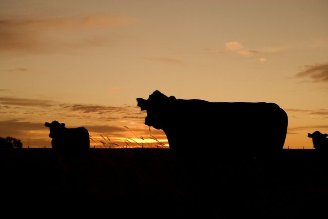 Владельцы дойных коров получат субсидии в Чувашии