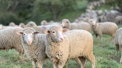 В 2025 году поголовье овец и коз, предназначенных для убоя, в КЧР сократилось на 16%