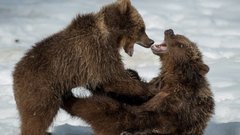 Utair перевез в Москву медвежат, потерявшихся в ХМАО