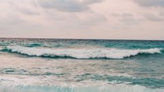 На побережье Ирландии нашли тушу 150-летней полярной акулы