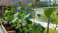 Темпы прироста доходов овощеводов на Дону заметно снизились