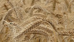 Начали с пшеницы: в России появился первый торговый индекс