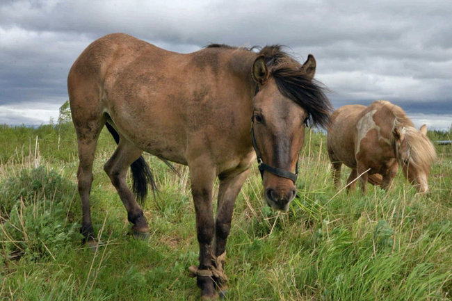 На Ямале пытаются сохранить популяцию приобских пушистых лошадей