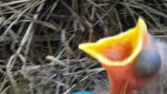 Мужчина приобрел пикап, но не смог забрать его из автосалона по неожиданной причине