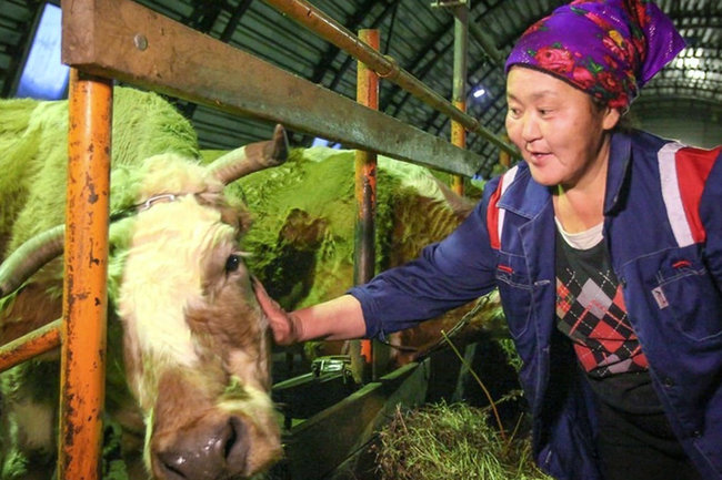 сельское хозяйство Якутия корова коровник 