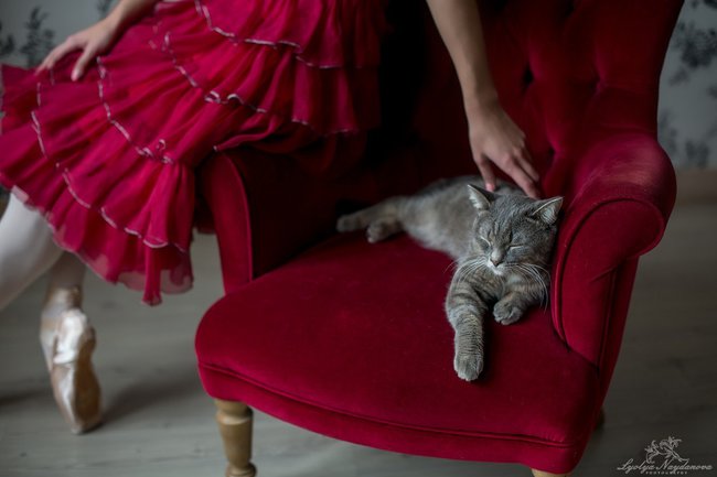 Фотопроект &quot;Кошки в балете&quot;