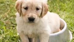 Домашние животные могут влиять на психическое здоровье хозяев