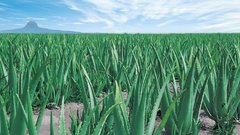 Обычное комнатное растение стало помощником в борьбе с болезнью Альцгеймера