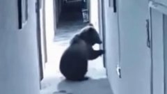 Медведь неожиданно вошел в номер туристов, оценил ситуацию и покинул помещение