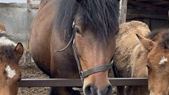 Уголовник оказался причастен к отравлению лошадей в российском регионе